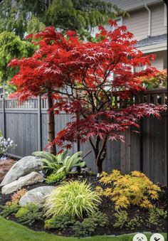 a small red tree in the middle of a garden with rocks and plants around it