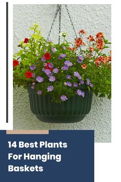 Hanging baskets are a vibrant addition to any outdoor space. They display a variety of colors and textures, creating an attractive element for your patio or porch. Choosing the right plants for hanging baskets enhances their beauty and ensures they thrive in their aerial environment.