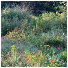 wildflowers and grasses grow in an open field