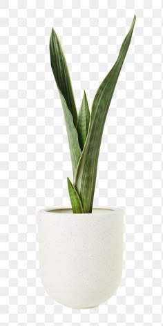 a white potted plant with green leaves in it, on a checkered background