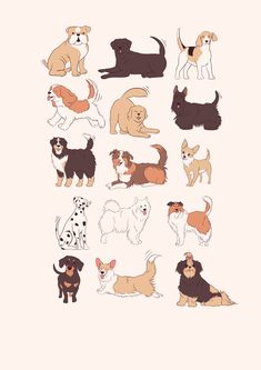 various dogs and puppies are shown on a white background with the words, dog breeds