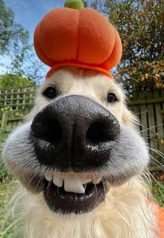 a close up of a dog with a pumpkin hat on its head and tongue out