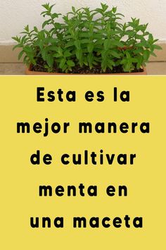 a yellow sign that says esta es la mejor manera de cultivar menta en una mace