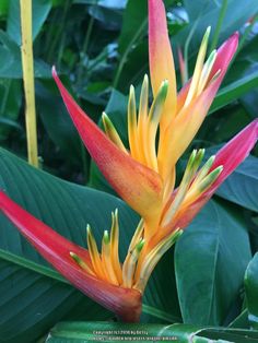 an orange and yellow flower with green leaves in the background