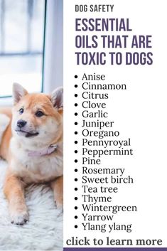 a brown dog laying on top of a white rug next to a window with the words essential oils that are used for dogs