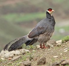 a large bird standing on top of a rocky hill next to grass and dirt covered ground