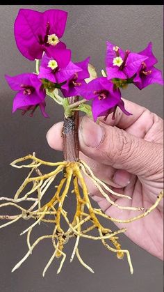 a hand holding a purple flower with roots