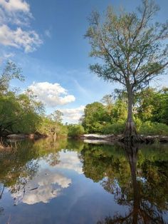 a tree is standing in the middle of a river with its reflection on the water