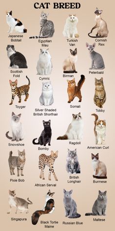 an image of cats that are all different colors and sizes, with the words cat breed written