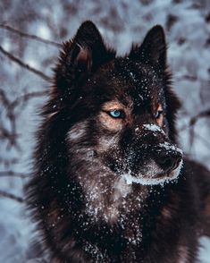 a black and brown dog with blue eyes in the winter snow covered forest, looking at the camera