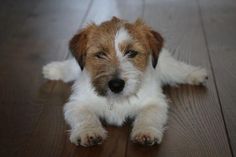 a brown and white dog laying on top of a wooden floor