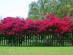 red flowers are growing on the side of a wooden fence in front of palm trees