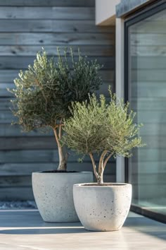 two potted trees sitting next to each other on top of a cement slab covered ground