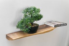 a potted plant sitting on top of a wooden shelf