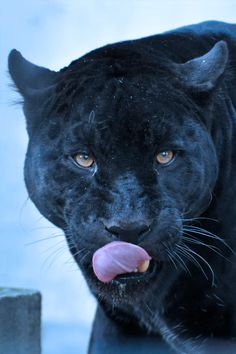 a black panther with its tongue hanging out