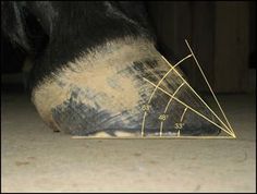 a close up of a horse's foot with a measuring tape on the ground