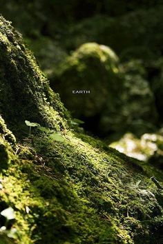 green moss growing on the side of a tree trunk in the forest, with an inscription that reads earth