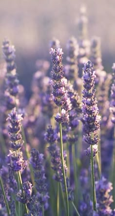 lavender flowers blooming in the sun on a sunny day