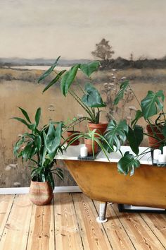 there are many plants in the bathtub on the wooden floor next to each other