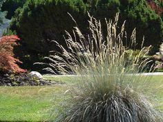 some very pretty looking plants in the grass