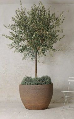 an olive tree in a large pot next to a small white chair on the floor