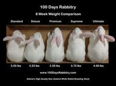 Rabbit Breeding, Rabbit Hutch Plans, Hutch Plans, Rabbit Facts, New Zealand Rabbits