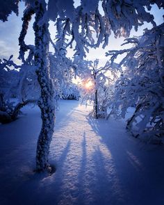 the sun is shining through some snow covered trees