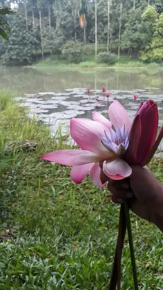 a person holding a pink flower in front of a body of water with lily pads on it