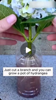 Plant Lovers on Instagram: "Breeding hydrangeas is easy #gardening #garden #gardeningtips #gardenlife #gardeninspiration #gardenideas #gardenlove #gardendesign #gardenersofinstagram #gardenersworld #garden_styles #gardenphotography #gardenlovers #gardenerslife #gardenart #gardenbeauty #gardensofinstagram #gardenplants #gardenviews #gardenersparadise #gardenista #gardeningcommunity #gardenloversclub #gardenaddict #gardeners #gardenerslife" Propagation Plants, Garden Hack Ideas, Homemade Plant Food, Shade Loving Flowers, Growing Vegetables At Home, Clematis Plants, Rose Cuttings, Seaside Garden, Garden Remedies