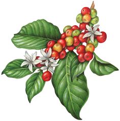 a watercolor painting of berries and leaves on a branch with white flowers in the center