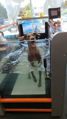 a dog is swimming in the water with its mouth open