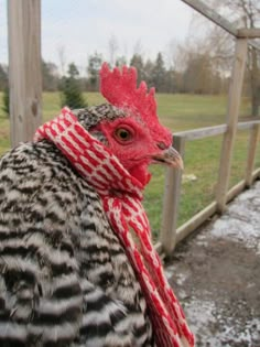 a close up of a chicken wearing a red and white striped scarf on it's head