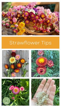 several different pictures with flowers in them and the words strawflower tips written below it