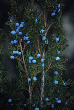 blue berries are growing on the branches of a pine tree in the evening light,