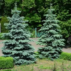 some very pretty trees in a park by some bushes and shrubs with green leaves on them