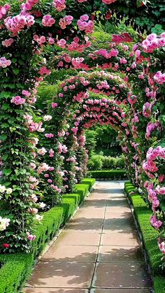 a pathway lined with lots of pink flowers