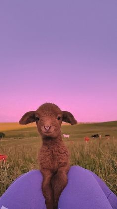 a small lamb sitting on top of a purple pillow