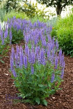 purple flowers are blooming in the garden next to a large rock and shrubbery