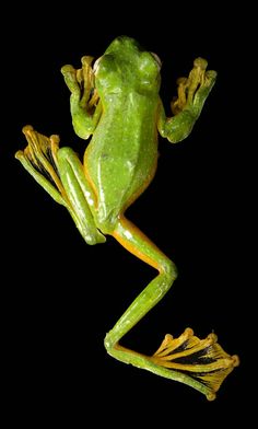 a green frog sitting on top of a black background