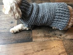 a small dog wearing a sweater on the floor