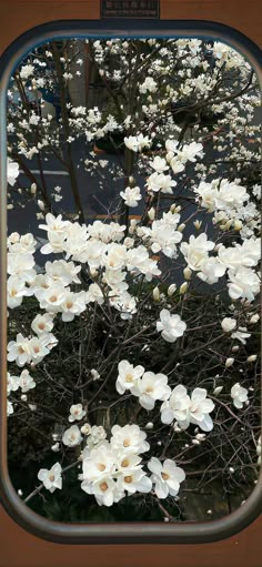 white flowers are seen through a window in the day time, with no one around them