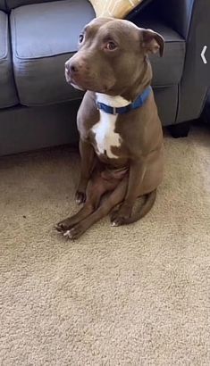 a brown and white dog sitting on top of a carpeted floor next to a couch