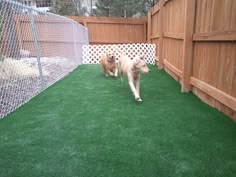 two dogs are walking in the grass near a fence and wooden fenced area with green artificial turf