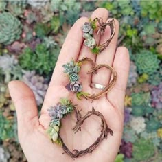 three small succulents in the shape of hearts are held in someone's hand