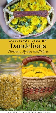 dandelions in baskets, with text overlay that reads medical uses of dandelions flowers and roots