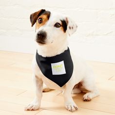 a dog wearing a bandana sitting on the floor