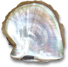 an oyster shell on a white background