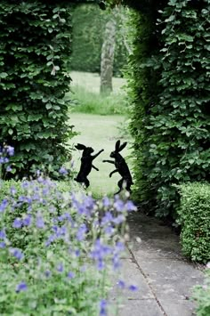 two black rabbits jumping into the air in front of some bushes and bluebells