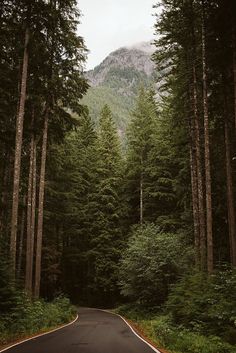 an empty road surrounded by tall trees in the middle of a forest with a mountain in the background