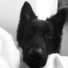 a black and white photo of a dog looking at the camera